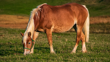 Naklejka na ściany i meble Beautiful horse at the famous Seiser Alm, South Tyrol, Italy