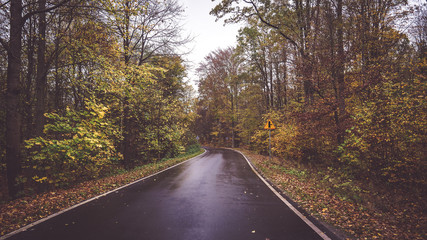 Obraz premium road in the forest