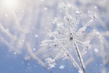 Blurred winter background with frozen plant and snowfall