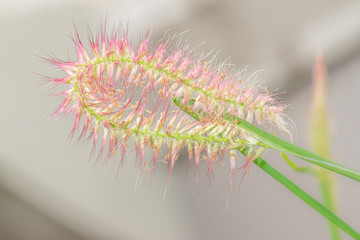 Pink grass flowers blooming in winter, close-up shot