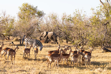 Savannah landscape with elephants, zebras and impala antelopes in the bush. African sunset...