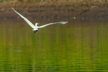 amazon forest river iquitos peru bird flying