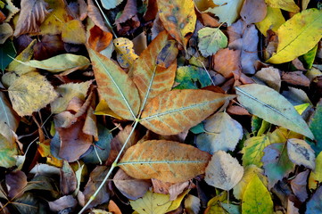 background with autumn colorful leaves