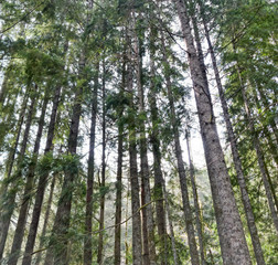 Tall Trees in Olympic National Park