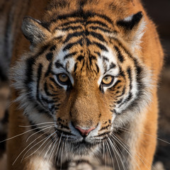 Close up view portrait of a Siberian tiger