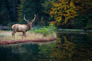 Naklejka na ściany i meble Beautiful deer stands on the shore of an autumn forest lake