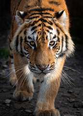 Close up view portrait of a Siberian tiger