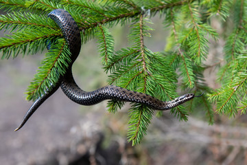 Vipera berus poisonous viper in summer on branch the of tree