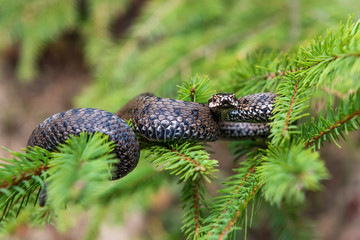 Vipera berus poisonous viper in summer on branch the of tree