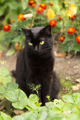 Naklejka na ściany i meble Cute bombay black sad cat sits in garden with flowers. Outdoors, nature 
