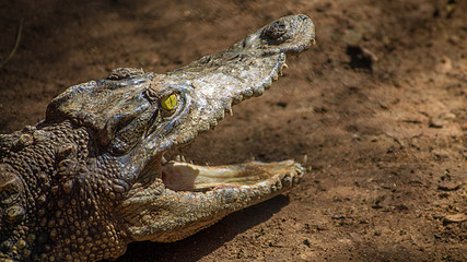 Fototapeta premium Crocodile