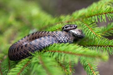 Vipera berus poisonous viper in summer on branch the of tree