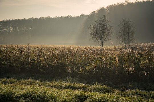 Morning in Oborskie Meadows, Konstancin Jeziorna, Poland