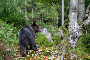 Brown bear in autumn forest