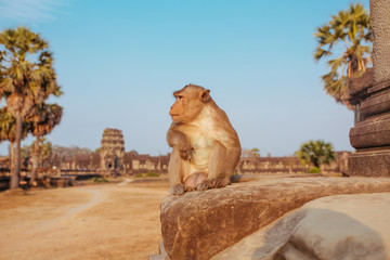 Fototapeta na wymiar Macaque Monkey in Angkor Wat Temple in Cambodia