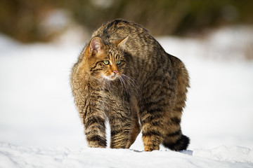 A striped european wildcat, felis silvestris, having a guard in the snowy meadow. An endangered wild tom looking to the distance and to the right of the camera with his beautiful green eyes.