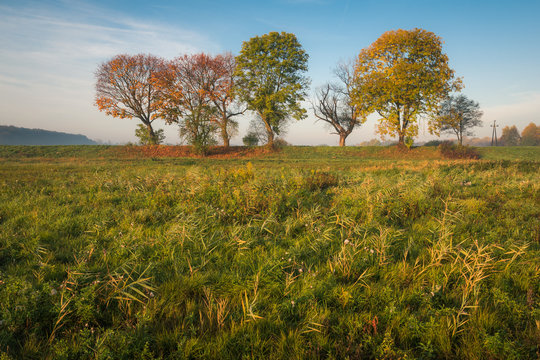 Autumn trees in Oborskie Meadows, Konstancin Jeziorna, Poland