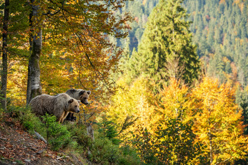 Brown bear in autumn forest