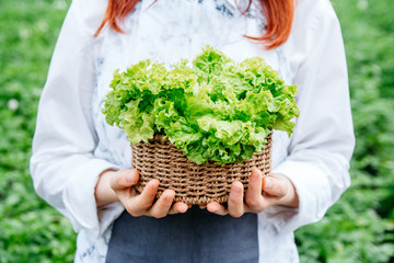 Beautiful female farmer holding green cabbage leaves in wicker basket and surrounded by plenty of plants in her vegetable garden