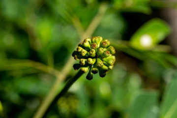 flower in the garden