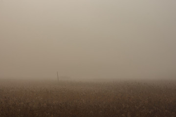 Morning thick fog over the swamp. Foggy dawn. Autumn landscape
