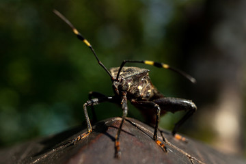 closeup of a hemiptera