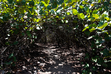Jungle path through the Tayrona Natural National Park on the northern coast of Colombia