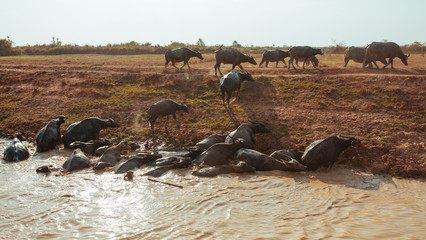Buffalo cross the river near Floating Village in Cambodia