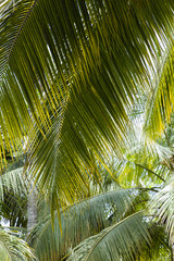 Palm tree forest in Tayrona Natural National Park, Colombia