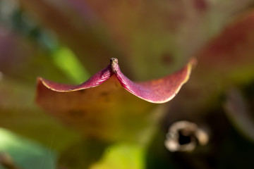 Naklejka na ściany i meble closeup of a bromeliad