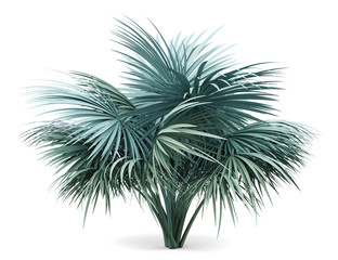 silver fan palm tree isolated on white background