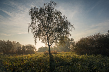 Fototapeta na wymiar Morning in Oborskie Meadows, Konstancin Jeziorna, Poland