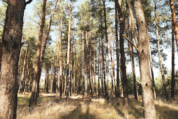 Tall pine trees in forest. Beautiful sunny day