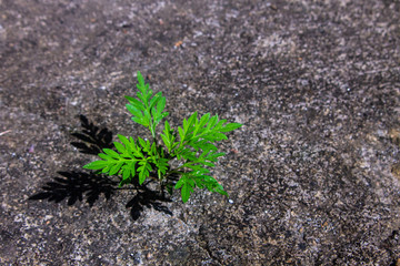 A green plant sprouts from cement