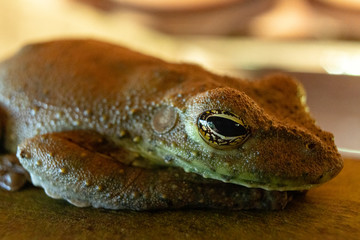 closeup of a tree frog