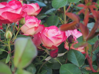 Pink and white rose Bud petals. Flowering plants.