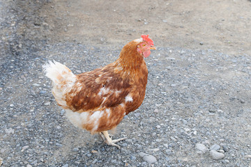 Homemade red chicken walks in the yard. Young laying hen with red feathers, a bird with a crest.