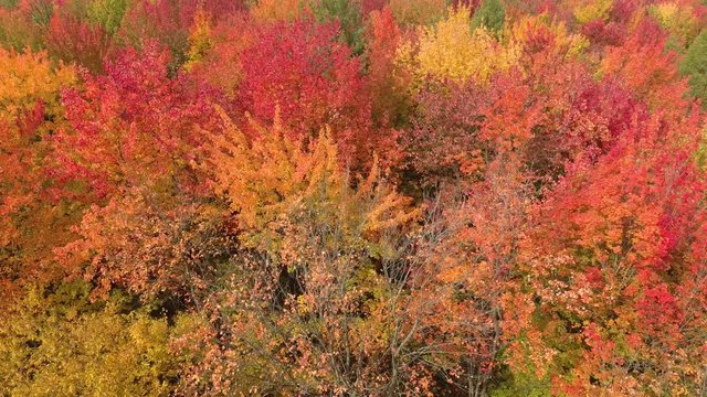Beautiful bright orange trees turning red in fall in North America