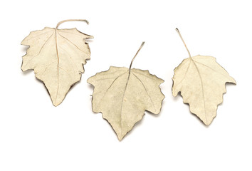 Autumn Leaves Isolated on White Background