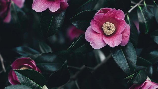 Beautiful flower with parallax effect. Distortion effect video. Minimal cover animation. stock footage