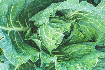 Obraz premium Harvest young cabbage, beautiful healthy food background, top view. Vegetarian, slimming, diet food concept