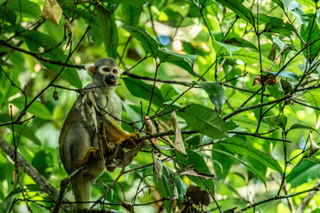 amazon forest river iquitos peru squirrel monkey