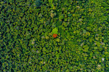 amazon forest river iquitos peru