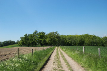 Fototapeta na wymiar Chemin de randonnée de la Loire