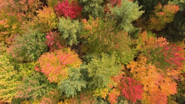 Drone flying over autumn forest with green and yellow trees