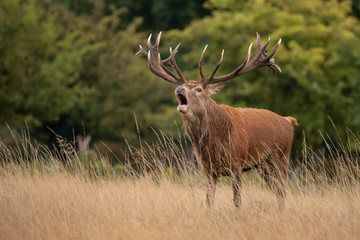 Sutning portrait of red deer stag Cervus Elaphus in Autumn Fall woodland landscape during the rut mating season