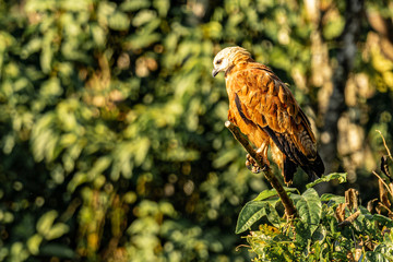 amazon forest river iquitos peru hawk bird