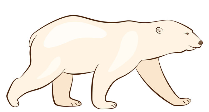 Polar bear isolated on white background, vector illustration of walking polar bear