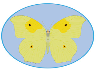 Fototapeta na wymiar The image of a butterfly for printing on textiles and other purposes.
