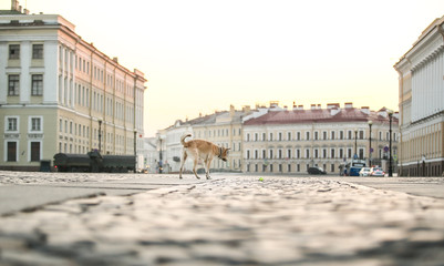 Naklejka premium Joyful adult Shepherd dog with toy in mouth running along street during sunset